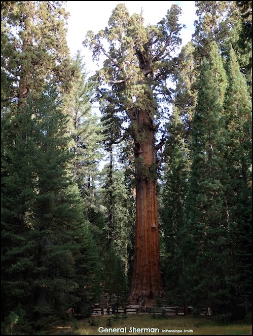 General Sherman  Largest Tree in the World